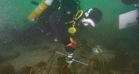 Restoring underwater meadows and sticky stick insects: News from the College