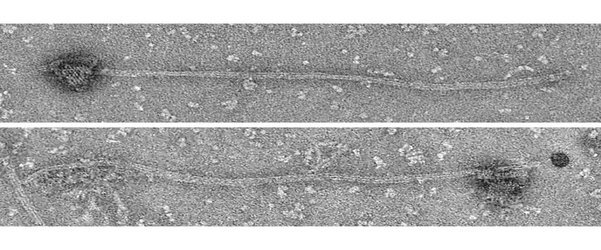 Molecular motor is ‘DNA origami’ milestone