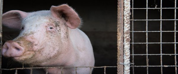 Pig organs partially revived in dead animals — researchers are stunned