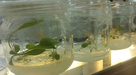 تولید نخستین گل شیشه و پایه‌های کشت بافتی گل محمدی در دانشگاه ازاد کرمانشاه