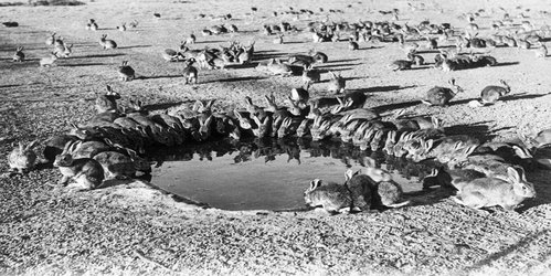 Australia’s catastrophic rabbit invasion sparked by a few dozen British bunnies