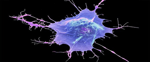 Pioneering stem-cell trials in Japan report promising early results