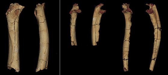 Seven-million-year-old femur suggests ancient human relative walked upright