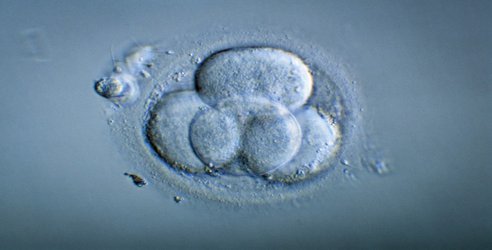 Embryos with DNA from three people develop normally in first safety study