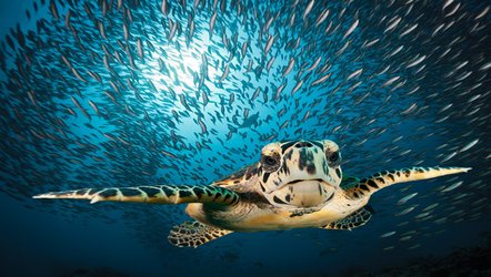 Sea turtles swim easier as poaching declines