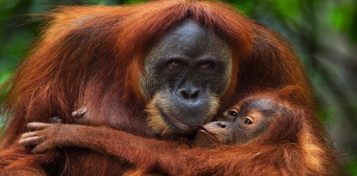 Orangutan genome mix-up muddies conservation efforts