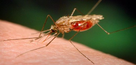 کاهش چشمگیر آمار ابتلا به مالاریا طی نیم قرن گذشته