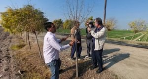 آموزش روش هرس درختان فضای سبز ایستگاه تحقیقات کشاورزی گرگان به همت دکتر فریدونی