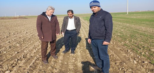 بازدید رییس مرکز تحقیقات و آموزش کشاورزی و منابع طبیعی گلستان از طرح تحقیقاتی-ترویجی چغندر علوفه ای