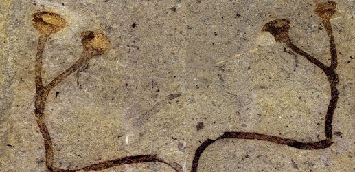 A fossil may rewrite the story of how plants first lived on land