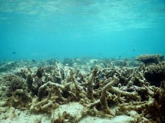 A healthy reef is alive with music, but the chorus fades as the coral dies.