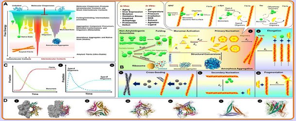 رمز و رازهای الیگومرهای پروتئینی در مقاله منتشرشده محققان دانشگاه تهران در مجله وابسته به دانشگاه کمبریج