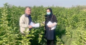 مسول گواهی نهال مرکز تحقیقات و آموزش گلستان: باغداران از نهالستان های دارای مجوز، نهال تهیه کنند