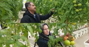 بازدید پژوهشگران مرکز تحقیقات و آموزش کشاورزی گلستان از گلخانه های استان در راستای طرح یاوران تولید