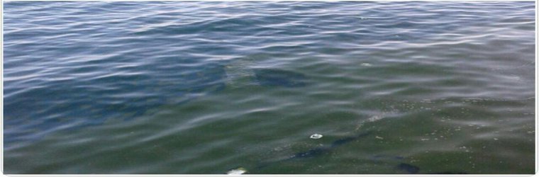 کشف سویه جدید برای حذف آلودگی‌های نفتی توسط محققان صنعت نفت