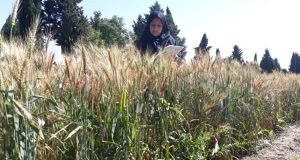 معرفی جو رقم جدید آیدین و افتخار مشارکت دکتر خیرگو پژوهشگر ایستگاه تحقیقات کشاورزی گنبد کاووس مرکز تحقیقات و آموزش گلستان در این پروژه