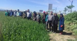 بازدید کمیته پایش استان گلستان از مزارع گندم و کلزا