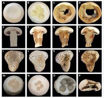 شناسایی باکتری‌های مضر برای قارچ خوراکی توسط محققان دانشگاه تهران | ارتقای کمی و کیفی تولید قارچ خوراکی از طریق کاستن آسیب‌های باکتریایی