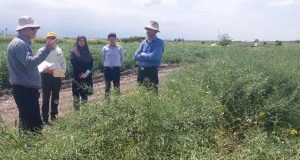 بازدید مجری مسئول پروژه های به نژادی کلزا اقلیم گرم و معتدل موسسه اصلاح بذر از پروژه های کلزا ایستگاه تحقیقات کشاورزی گرگان