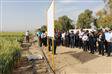 برگزاری مراسم روز مزرعه ملی در ایستگاه تحقیقات داراب