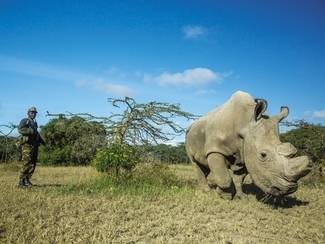 Inside the high-tech, last-ditch effort to save the northern white rhino