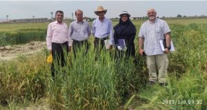 بازدید مجریان مسئول پروژه‌های بانک ژن ملی گیاهی ایران از پروژه‌های به‎نژادی و بیماری‌های گندم و جو در ایستگاه تحقیقات کشاورزی عراقی محله گرگان