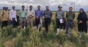 بازدید مجری مسئول برنامه گندم موسسه تحقیقات اصلاح بذرکشور از پروژه های گندم مرکز تحقیقات و آموزش گلستان