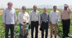 بازدید معاون پژوهشی موسسه تحقیقات چغندرقند از برنامه های چغندرقند ایستگاه تحقیقات کشاورزی گنبد کاووس