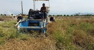 برداشت آزمایشات کلزا در ایستگاه تحقیقات کشاورزی عراقی محله گرگان