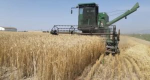 برداشت مزارع غلات پرورشی و تکثیری در ایستگاه تحقیقات کشاورزی گنبدکاووس