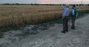 بازدید دکتر برزعلی رئیس سازمان جهاد کشاورزی گلستان از روند برنامه های پژوهشی ایستگاه تحقیقات کشاورزی گرگان