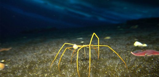 Giant sea spiders sit and wait for prey to knock themselves out