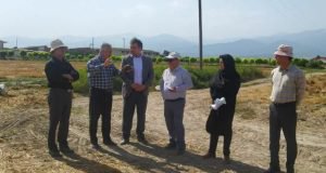 بازدید مشاور معاون وزیر از طرح خشکه کاری برنج در ایستگاه تحقیقات کشاورزی گرگان
