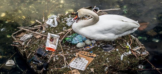 Billionaires, butterflies and brooding skies — April’s top science images