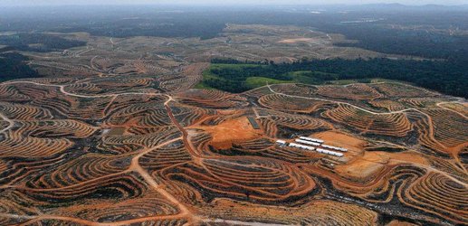 The real palm oil problem: it’s not just in your food