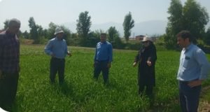 بازدید محقق مرکز تحقیقات و آموزش گلستان و هیات همراه از مزارع خشکه کاری حوزه ی مرکز جهادکشاورزی سرخنکلاته شهرستان گرگان