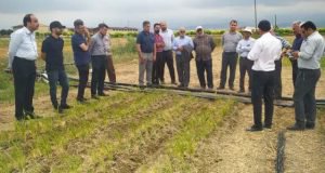 بازدید اعضا کمیته ملی آبیاری و زهکشی ایران و گروهی از متخصصان این حوزه  از طرح های خشکه کاری برنج در ایستگاه تحقیقات کشاورزی گرگان