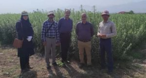 بازدید روسای بخش های تحقیقاتی مرکز تحقیقات و آموزش گلستان از روند کشت آزمایشات و پروژه های تحقیقاتی در ایستگاه تحقیقات کشاورزی گرگان