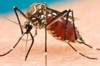 بیماریهای منتقله توسط پشه آئدس(تب دانگ)