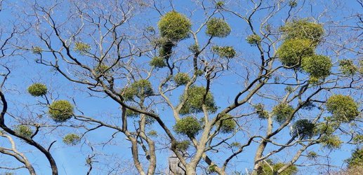 Mistletoe’s cells are broken at a fundamental level