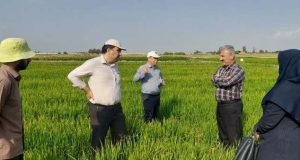 بازدید مجری طرح برنج کشور از طرح روش کشت مستقیم برنج خشکه کاری برنج در ایستگاه تحقیقات کشاورزی گرگان