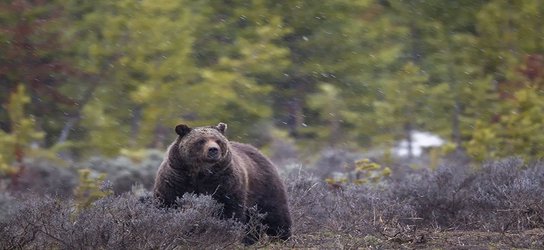 Yellowstone's grizzlies under threat from controversial hunting proposal