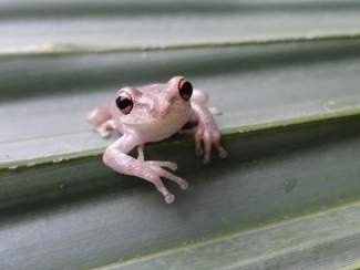 Invasive treefrogs have snuck into Louisiana and they are not good neighbors