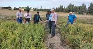 بازدید معان و روسای بخشهای تحقیقاتی موسسه تحقیقات برنج از مزرعه تکثیر بذری واحد آموزش کردکوی