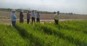 استاد پژوهش مرکز گلستان:  کاهش معنی دار مصرف آب در خشکه کاری برنج