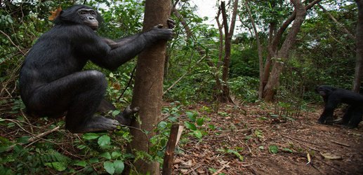 Bonobos barely use their opposable thumbs when climbing trees