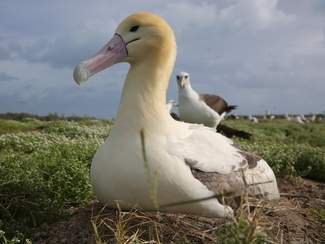 This albatross couple adopted a baby of another species