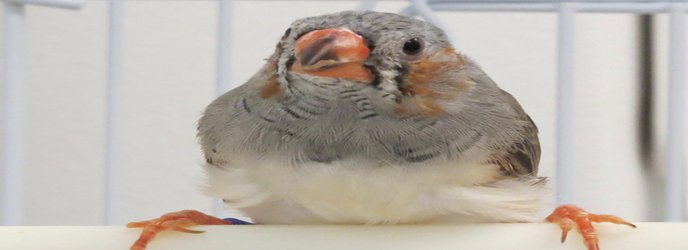 Zebra finches’ social experiences alter genomic DNA, changing learning ability