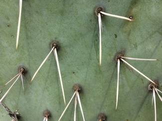 How to remove cactus spines (including ones stuck in your throat)