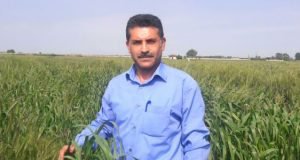 معرفی رقم جدید گندم دوروم با نام “دامون” و افتخار مشارکت پژوهشگر مرکز تحقیقات و آموزش گلستان